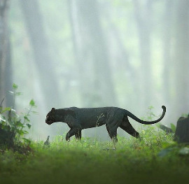 Rare black panther spotted in the jungle of Kabini, karnataka