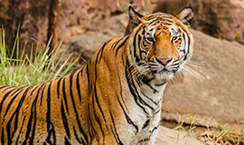 Jim Corbett National Park