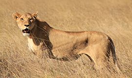 Gir National Park