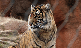 Gwalior Zoo (Zoological Park)