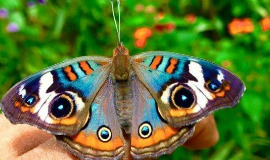 Papillon Butterfly Park Pune