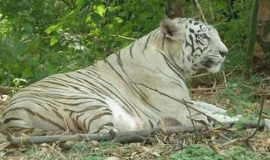 Rajiv Gandhi National Zoological Park - Katraj Snake Park, Pune